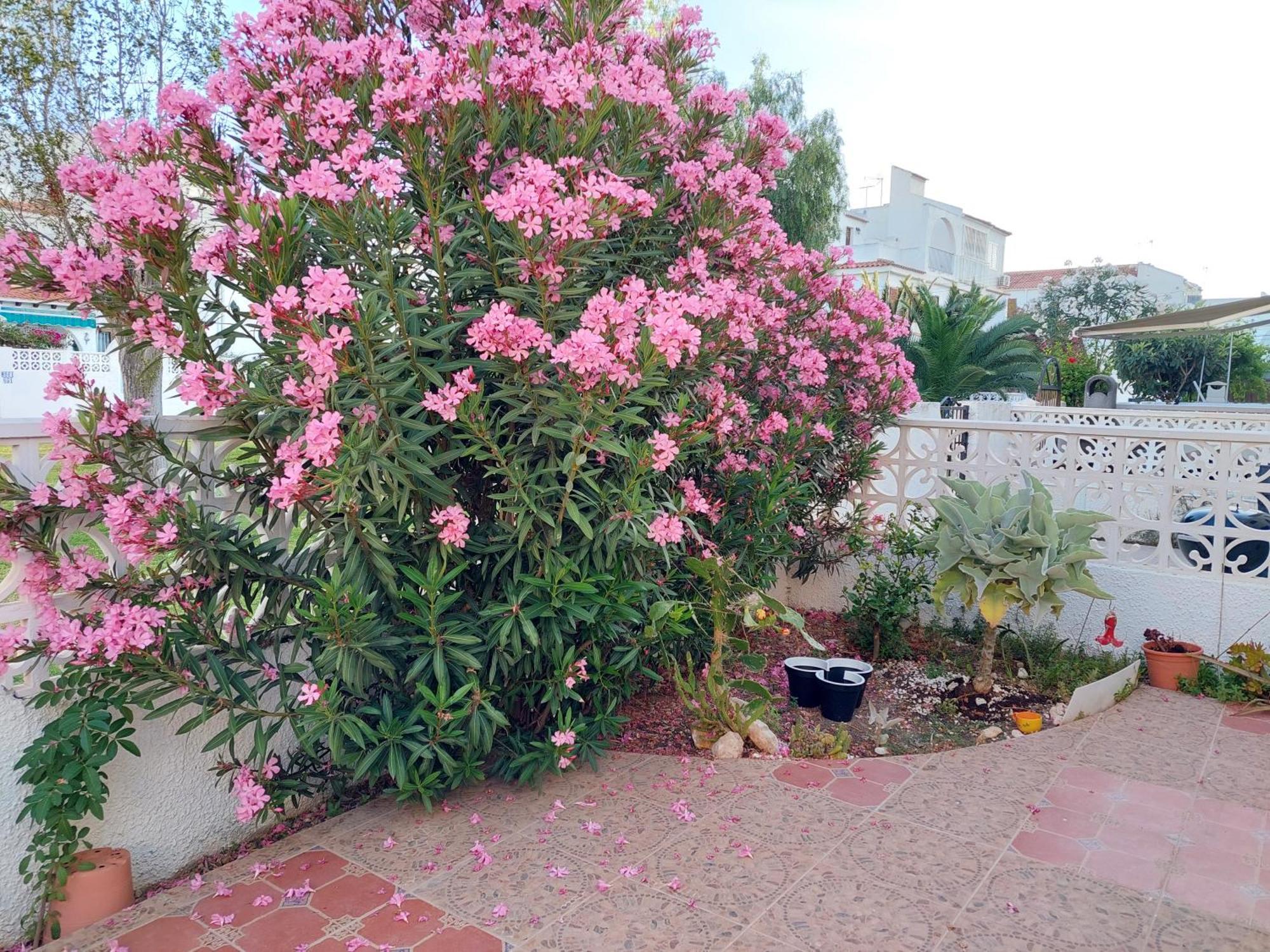Haus Am Meer Torrevieja Exterior photo